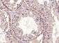 phospho-HSP70 (Tyr611) Rabbit pAb